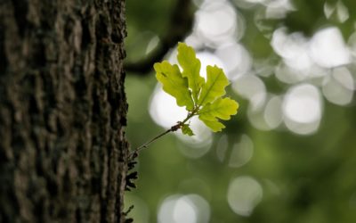 ANNABIS BALCANN DUBOVÁ KÔRA GÉL – jedna tuba na veľa problémov